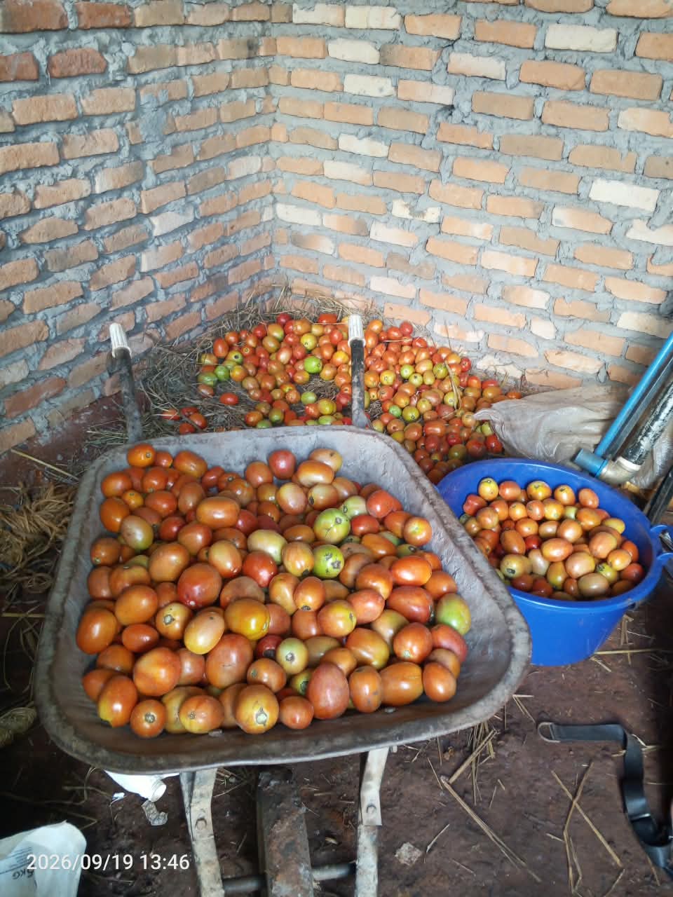 Tomato Harvest and New Maize: September on the Farm